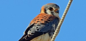 American Kestral